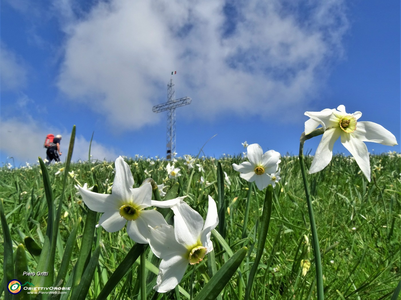 49 Distese di narcisi sul versante sud in vetta al Linzone.JPG
